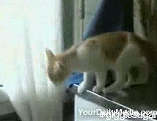 Oops! Kitty Miscalculated