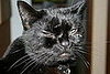 Pet of the Week