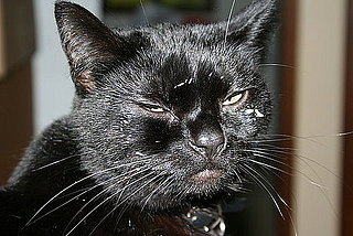 Pet of the Week