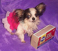 Cute Alert: Boo Boo, The World's Smallest Dog