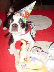 Pet of the Week Is Now on PetSugar! Pet of the Week Is Now on PetSugar!