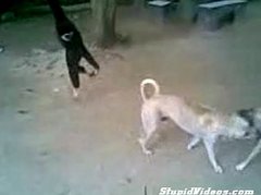 Dudes+ Gibbon + Dogs = Fun