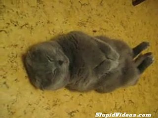 This Cat Is Out Cold...