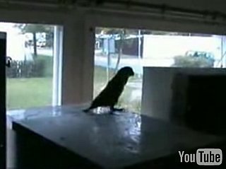 Techno Parrot