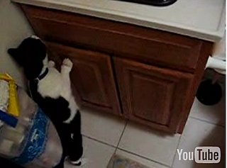 Toilet Trained Cat