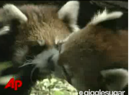Cute Alert: Kissing Red Pandas!