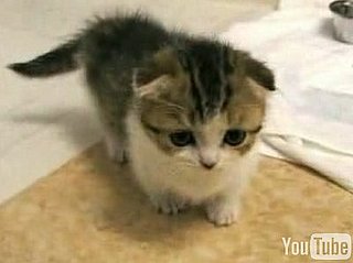 Happy Caturday!