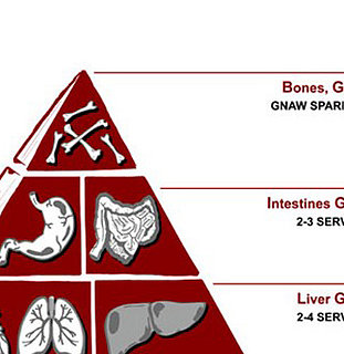 FDA Unveils New Food Pyramid...