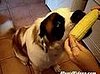 Dog Loves Him Some Corn!