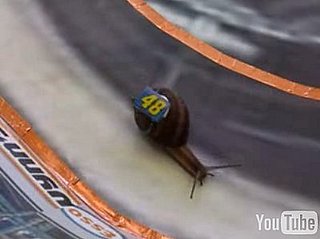 Snail Nascar