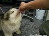 Cute Alert: Fluffy Puppy!