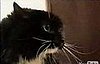 More Talking Cats 