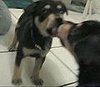 Pup Has A Love-Hate Relationship With Self