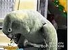 Parrot Cries Like a Baby