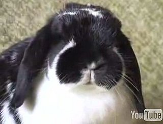 Buns and Chou Chou Get Political