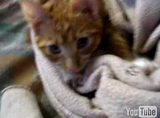 Happy Caturday!