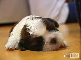 Cute Alert: Obscenely Cute Puppies