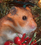 Cute Alert: Christmas Ham