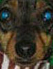Cute Alert: Oompa Loompa Dog