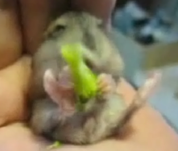 Meet Mocha, The Hungry Hamster!