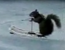A Water Skiing Squirrel? That's Nuts!
