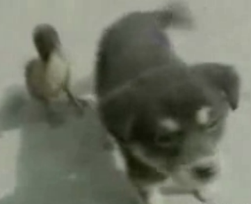Cute Alert: Duckling + Puppy = BFF