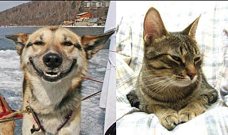 The Difference Between Dogs & Cats
