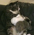 Bunnies Get Some Cat Lovin'