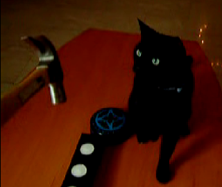 Cat Shows Hammer Who's Boss