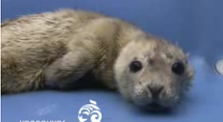 Cute Alert: Rescued Baby Seal