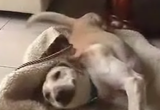 Meet The Two-Legged Miracle Dog!