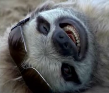 Meet The Ladies' Sloth