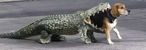 dog-costume-003 dog-costume-003