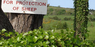 Protection Of Sheep