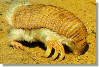 Pink_Fairy_Armadillo Pink_Fairy_Armadillo