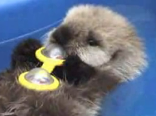 Capers Is Otterly Adorable!