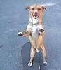 Skater Dog Knows How To Roll