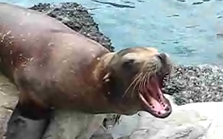 Sea Lion Wants Your Attention
