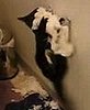Kitty Vs. Toilet Paper