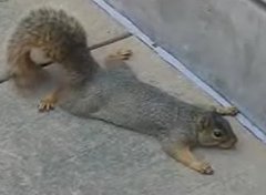 A.D.D. Squirrel Plays Dead A.D.D. Squirrel Plays Dead