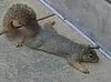 A.D.D. Squirrel Plays Dead