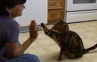 Cat Thinks It's a Dog