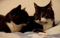 The Talking Cats: Translated