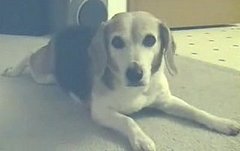 Fetching Cat Puts Dog to Shame Fetching Cat Puts Dog to Shame