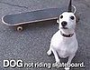 "Sorry, Internet": Adorable Internet Animals Go on Strike