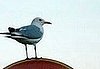 Bird Stands on Anti-Bird Sign