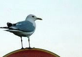 Bird Stands on Anti-Bird Sign