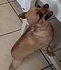 Chihuahua Cries For Table Scraps