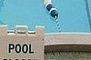 Poo in Pool