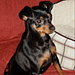 Penny